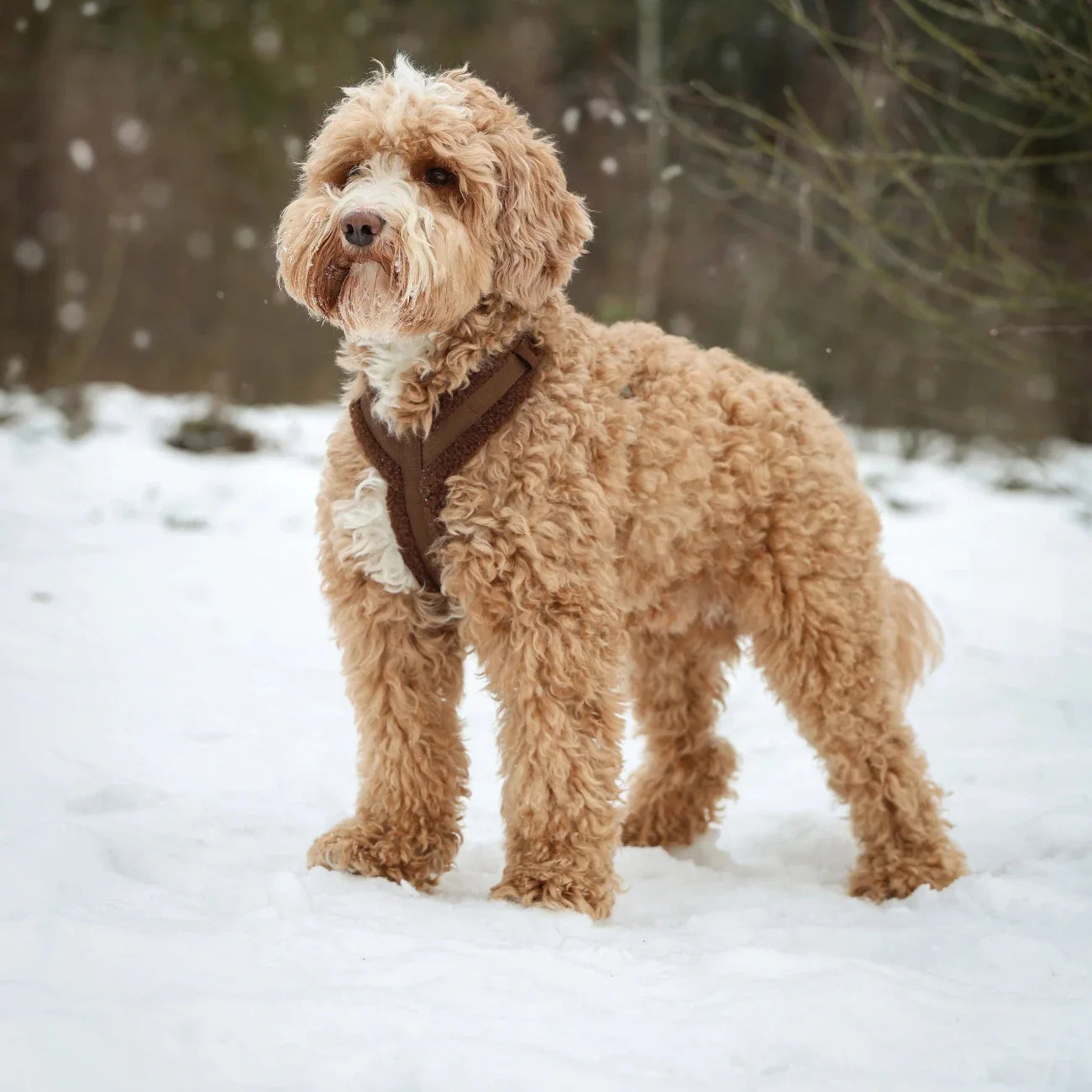 'Brown' - Sherpa Dog Harness
